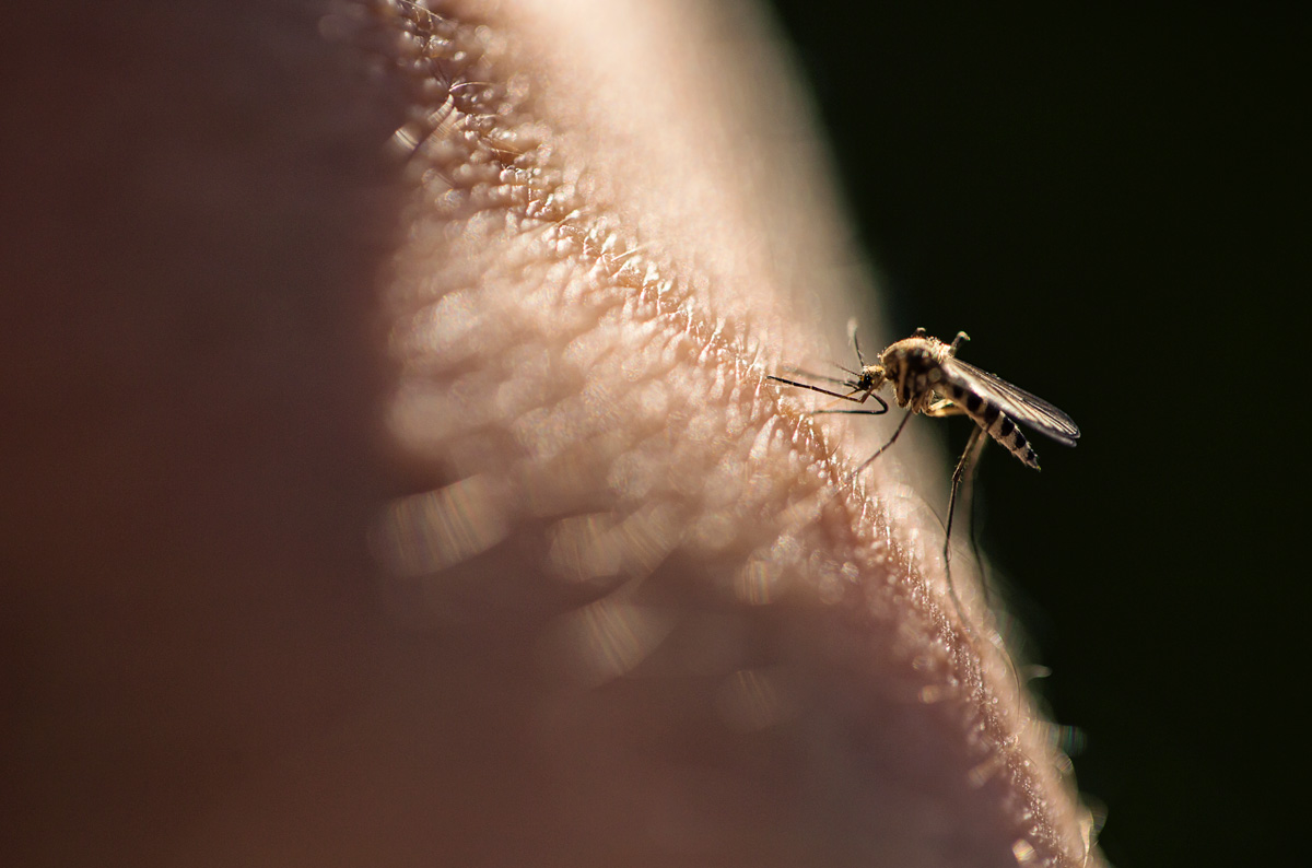 cómo evitar mosquitos