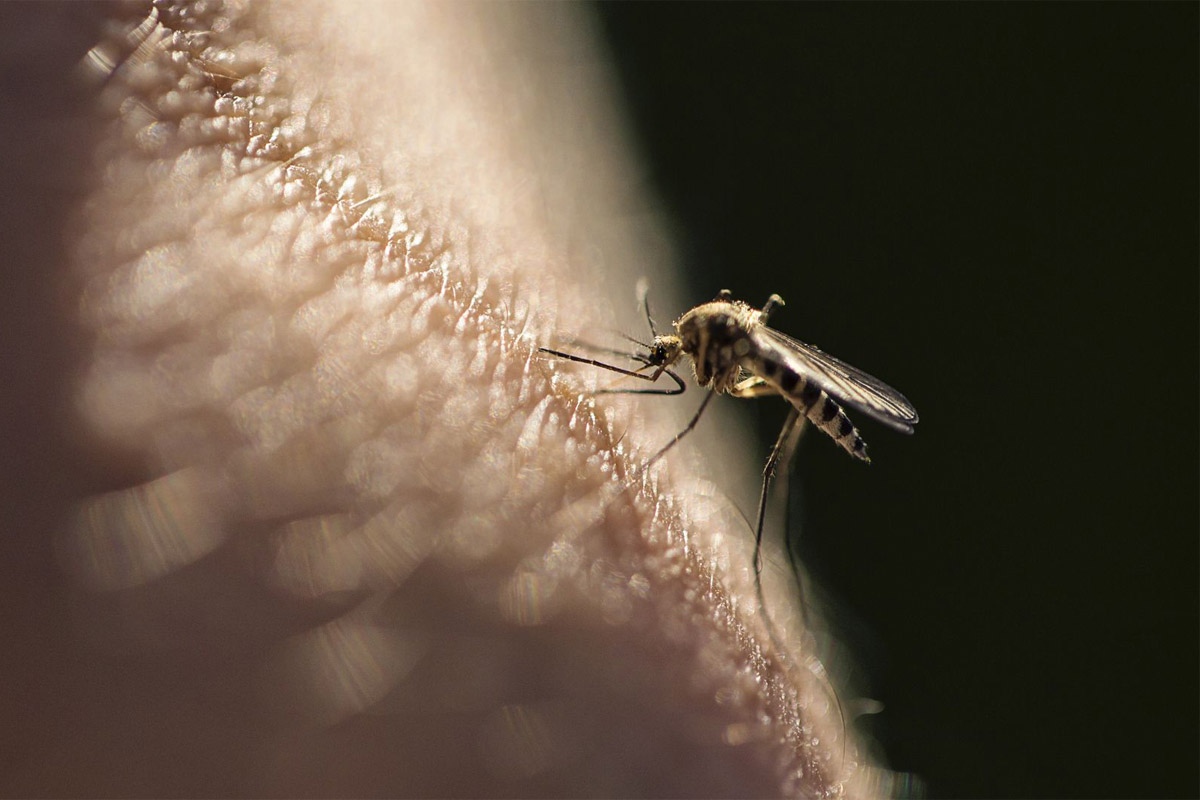 rascar picadura de mosquito