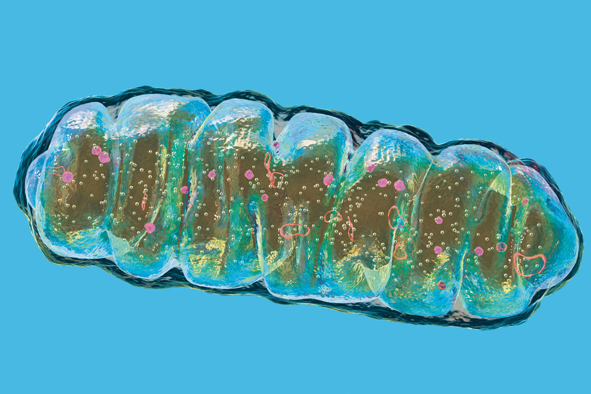 imagen de mitocondria